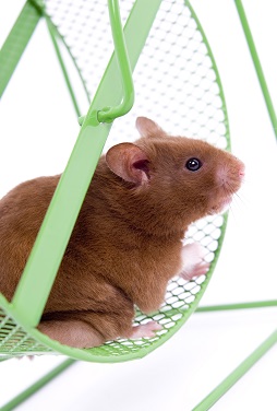 brown hamster in green metal wheel white background