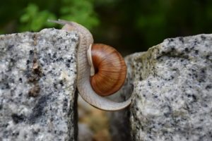 obstacle snail granite rocks