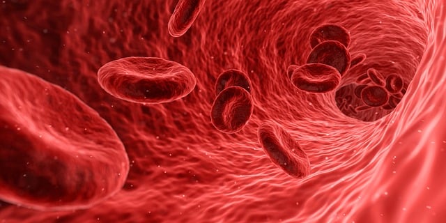 red blood cells illustration